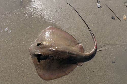 Bluntnose stingray